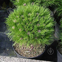 Сосна nigra Rockley WB С15