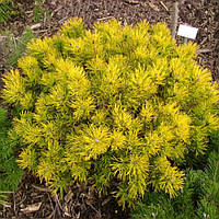 Сосна гірська Голден Глоу С7.5