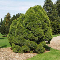 Сосна звичайна Глобоза Віридис С3