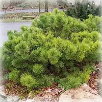 Сосна чорна Хорнібрукіна С3