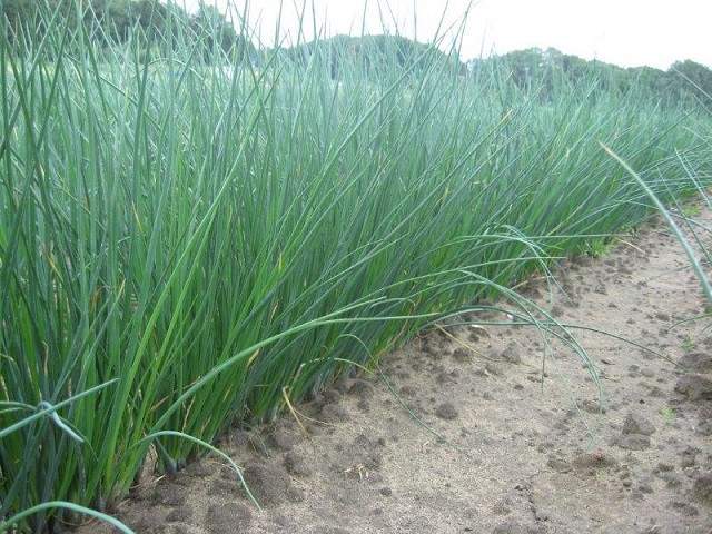 Насіння цибулі шніт Біггі (Biggi) Enza Zaden 50000