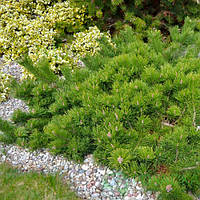 Сосна звичайна "Хілсайд Кріпер" С2