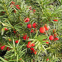 Тіс ягідний С2