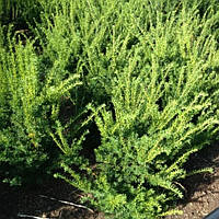 Тис середній Farmen С2