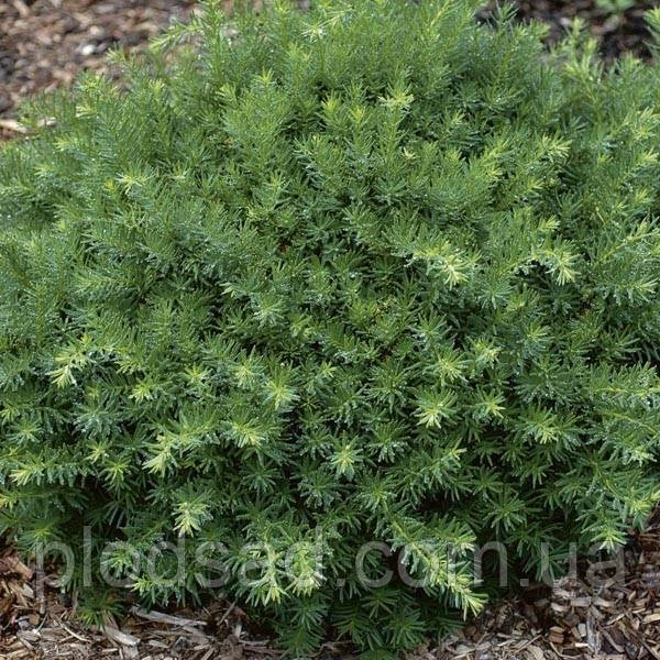 Тис середній Densiformis С2