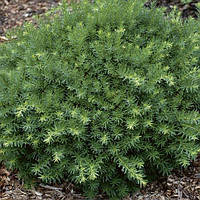 Тис середній Densiformis С2