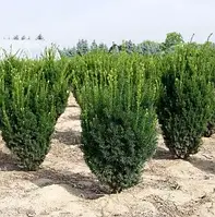 Тісс середній Гроенланд С2