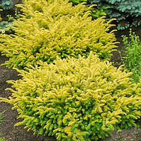 Тіс ягідний Купферголд С2