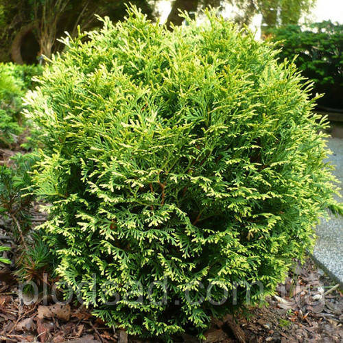 Туя західна Вотерфілд (Waterfield) С2