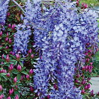 Гліцинія великолисна Blue Moon