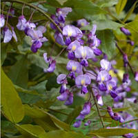 Милиння японська С5