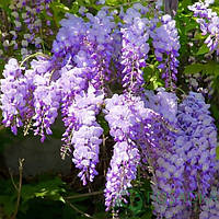 Гліцинія Людвіг Лавін С3