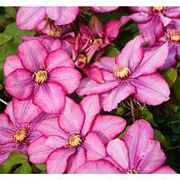 Клематис Paradiso