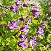 Клематис Prince William