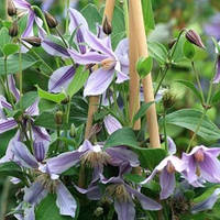 Клематис Star River