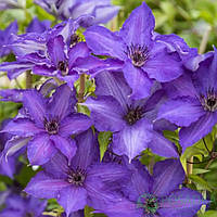 Клематис Viva La Vida