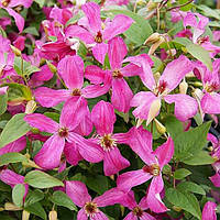 Клематис Wonderful С2