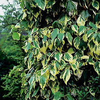 Плющ колхідський Dentata Variegata С2