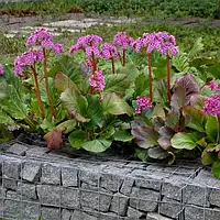 Бадан серцевистий Rotblum С1.5