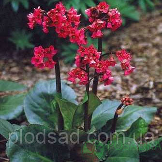 Бадан серцевистий Winterglut С1.5