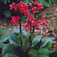 Бадан серцевистий Winterglut С1.5