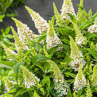 Буддея 34 Butterfly Candy Little White С2