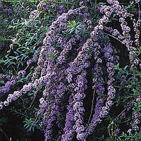 Будлея очереднолистна Unique С1