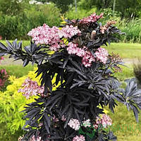 Бузина чорна Laced Up С2