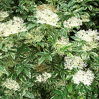 Бузина варіегатна Пулверулента біла P9