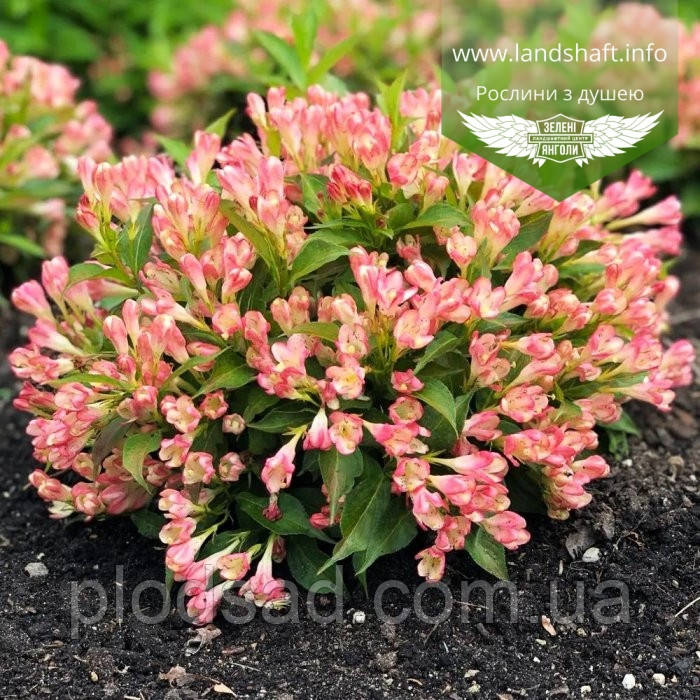 Вейгела квітуча Олл Саммер Піч