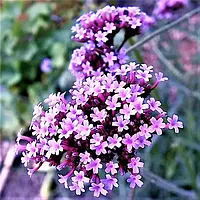 Вербена бонарська Violet Blue С2