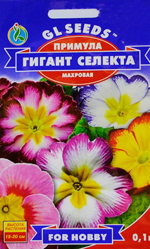 Насіння Примула Гігант Селекта 0,1 г For Hobby, фото 1
