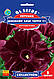 Насіння Петунія Оксамитова Троянда F1 (5 насінин) ТМ GL SEEDS Collection, фото 3