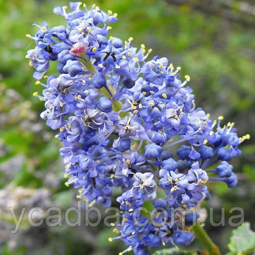 Цеанотус Блю Маунд (горщик 0,5 л), фото 1