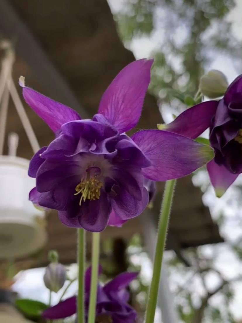 Аквілегия бузкова (Aquilegia vulgaris) насіння