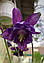 Аквілегия бузкова (Aquilegia vulgaris) насіння, фото 4