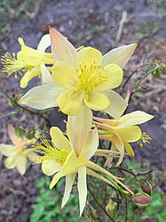 Аквілегія жовта  Spring Magic Yellow насіння