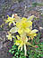 Аквілегія жовта  Spring Magic Yellow насіння, фото 3