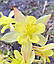 Аквілегія жовта  Spring Magic Yellow насіння, фото 4