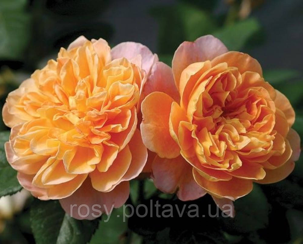 Імпресіоніст (The Impressionist), фото 1