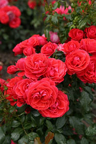 Черрі Герл (Cherry Girl)