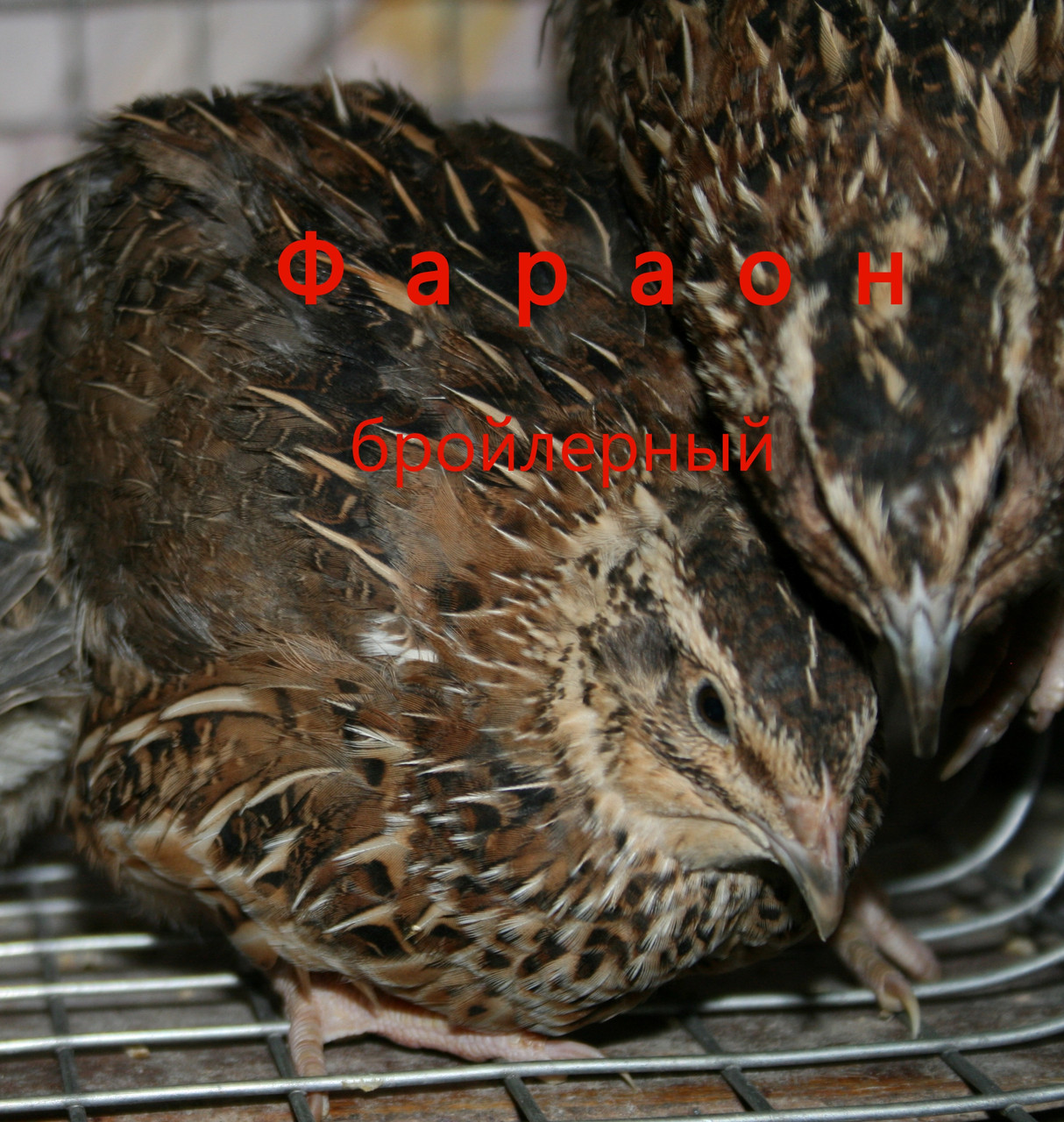 Перепілки несучки (дорослі) Фараон