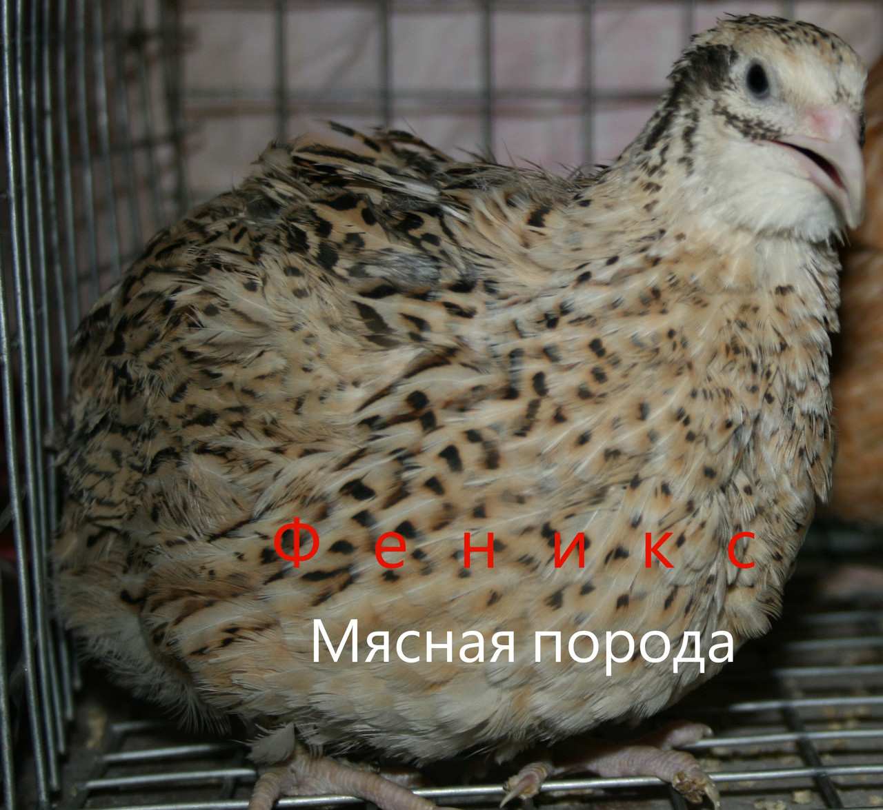 Перепілки несучки (дорослі) Фенікс