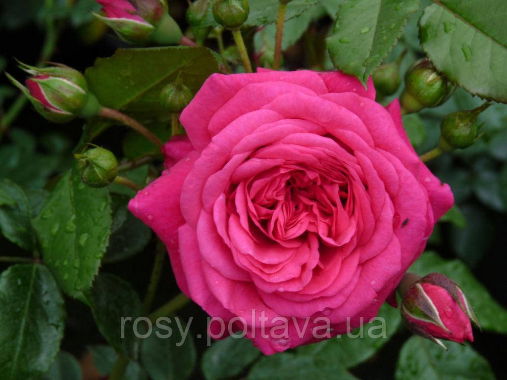 Лагуна (Laguna), фото 1