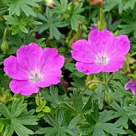 Саджанці Герані