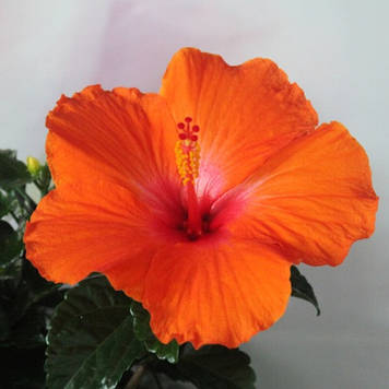 Гібіскус Hera,Хіра (горщик 0,5 л)