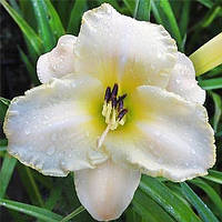 Лілейник Arctic Snow