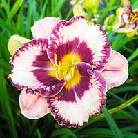 Лілейник Exotic Treasure