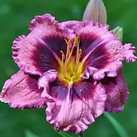 Лійник Macbeth