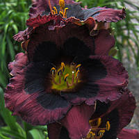 Лилейник Whoopy